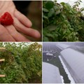 Klimatske promene desetkuju malinjake, ali ovaj model proizvodnje spasava crveno zlato. Sve više ariljskih voćara prelazi na…