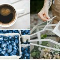 I borovnice vole kafu Ovih 5 biljaka će bujati ako ih đubrite socom! Evo kako da to pravilno uradite u suprotnom – šteta može…