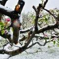 Da li su voćnjaci preživeli sneg? Evo kakve će biti posledice lošeg vremena na srpsku poljoprivredu. Kritični period nam tek…
