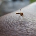 U četvrtak tretmani protiv komaraca na više lokacija u Kragujevcu
