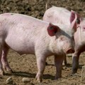 Afrička kuga svinja širi se Srbijom: Evo kakva je situacija u Zrenjaninu i okolini