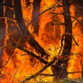 Požar zahvatio šumski deo u Bavarskoj