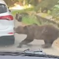Medved zubima otkinuo zadnji branik automobila na planinskom putu u Rumuniji