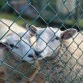 Iz Srbije ka Izraelu krenula isporuka 6.000 jagnjadi, nova pošiljka dogovorena za decembar