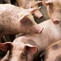 Za uginule i ubijene svinje predviđena je puna finansijska nadoknada