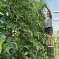 Himzo u Prijepolju bere paradajz uz pomoć merdevina