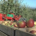 Mladi voćar za ponos Plantaža jabuka na porodičnom imanju prostire se na čak osam hektara, svaka voćka ima kupca
