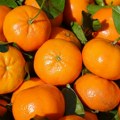 Novi problem za proizvođače neretvanskih mandarina