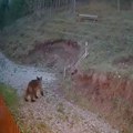Mrki medved u Kremnima (VIDEO)
