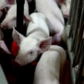 Genetski idealna svinja donor organa mogla bi da se odgaji u Rusiji do 2030. godine