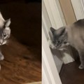 Mačak svaku noć sedeo ispred vrata, kad je vlasnica shvatila zašto, zaplakala je (video)