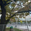 Evo gde se nalazi najstarije drvo u Beogradu: Preživelo brojne ratove i razaranja, i dalje je u odličnom stanju