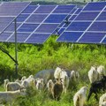 U pustinji izgradili najveću solarnu elektranu na svetu, a onda morali da dovedu 20.000 ovaca u pomoć