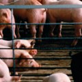 Svinjska kuga i u Zablaću, ministarka apeluje na domaćinstva da ne kriju da su im svinje zaražene