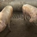 Afrička kuga svinja potvrđena u Bogatiću, eutanazirano oko 300 grla