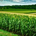 Rana setva kukuruza i pšenice neuobičajena za domaće ratare