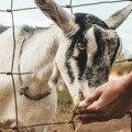 Proizvođači feta sira suočeni sa kugom ovaca i koza