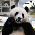 Ko ima želju da ratuje kada vidi njih! Kina nastavlja sa panda diplomatijom, pogledajte nove "krznene ambasadore" koji su…