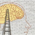 Šta je pokazalo najnovije istraživanje mozga?