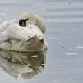 Potvrđena smrt labudova u Borči, apel građanima da ne diraju mrtve ptice