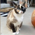Mačka kao slepi putnik otputovala u Kaliforniju u vraćenom paketu