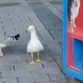 Galebovi naučili da mjauču! Evo čega su se dosetili da bi dobili mačju hranu, snimak oduševio sve