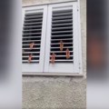 Šta je to na prozoru i zašto mrda? Nezaboravna scena iz Dalmacije koja je hit na internetu