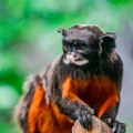 Neviđeni majmunčići stigli u Zoo vrt u komšiluku: Dolaze iz Amazonskih džungli, teški su svega 500 grama a evo po čemu su…