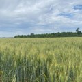 Nakon kiše stiže pravi letnji talas: U Sremskoj Mitrovici narednih dana i do 30°C