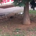 Ovakav fajt niste skoro videli! Hit snimak iz Osijeka kruži mrežama, mnoge je nasmejao, nekima je zaledio krv