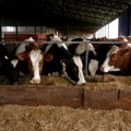 Kakvi su efekti saradnje naših i čeških farmera?