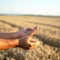 Vlada Srbije odlučila da robne rezerve otkupe do 200.000 tona pšenice od ratara