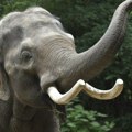 U Nigeriji uništena slonovača vredna 11 miliona dolara, od praha će napraviti spomenik