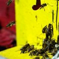 Košnice preplavile glavni trg u Lionu: Pobuna francuskih pčelara