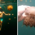 Jezero meduza: Da li biste se usudili da zaplivate sa ovim "smrtonosnim" bićima