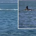Prvi zabeleženi slučaj u istoriji Pogledajte kako kit-ubica sam ubija veliku belu ajkulu (video)