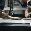 Kakvo otkriće! U Peruu pronađen fosil rečnog delfina starog 16 miliona godina