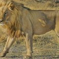 Zašto su drevni lavovi Sibira svoje žrtve hvatali za noge, a ne za vrat