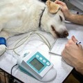 Nije mogao da izdrži Mladi veterinar izgubio život zbog psa