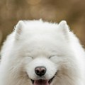 (Foto) Felisiti je miljenica kana Ona je samojed, nosi čipkastu plavu haljinu, a prošla je od trnja do zvezda- Ovo je priča…