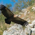 Imlek usvojio beloglavog supa – simbol očuvanja Uvca