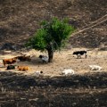 Čudesno drvo ili moć prirode? Vatra je gutala sve oko njih, a onda se ugasila, krave preživele zbog 1 razloga
