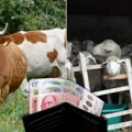 Mladim stočarima 100 miliona dinara za nabavku priplodnih grla Pokrajina raspisala konkurs podrške mladima u ruralnim…