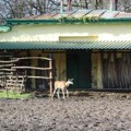 Uprava ZOO vrta Palić odbacuje optužbe o lošem stanju: „I rođenja i uginuća su sastavni deo našeg posla“