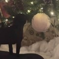 Pas koji mrzi Božić hit na TikToku: Učinio sve što je u njegovoj moći da uništi praznik i ne prestajemo da se smejemo