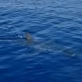 Snimak ajkule u Crnoj Gori šokirao sve: Stručnjak objašnjava o kojoj vrsti je zapravo reč (video)