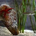 U Jadranskom moru pronađena živa palastura, naučnici utvrđuju koje je vrste