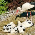 Meštani Šašinaca se zabrinuli za pet malih roda: Ostali bez majke usled udara groma