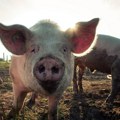 Ministarstvo poljoprivrede: Afrička kuga registrovana u 918 gazdinstava, ubijeno 11.840 svinja