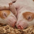 Da li je svinjska kuga opasna po čoveka? Evo šta kaže veterinar iz Čačka